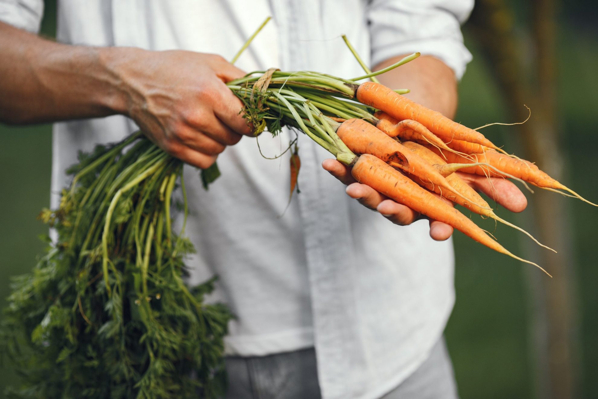 Photo of man holding carrots illustrates blog "Are Carrots Root Vegetables?"