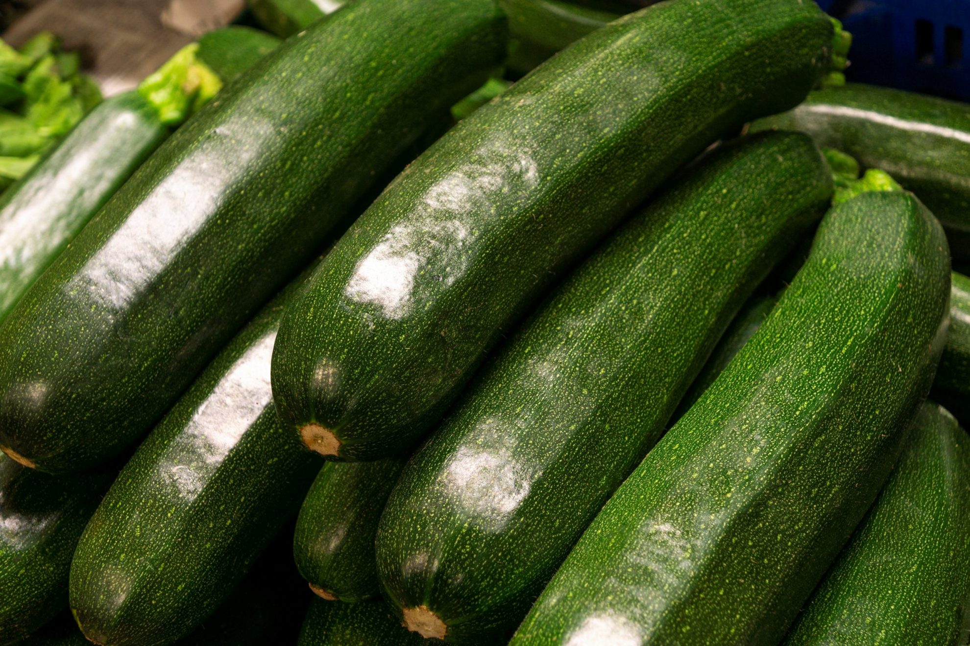 Green zucchini illustrate blog "Zucchini vs Squash: What Is the Difference?"