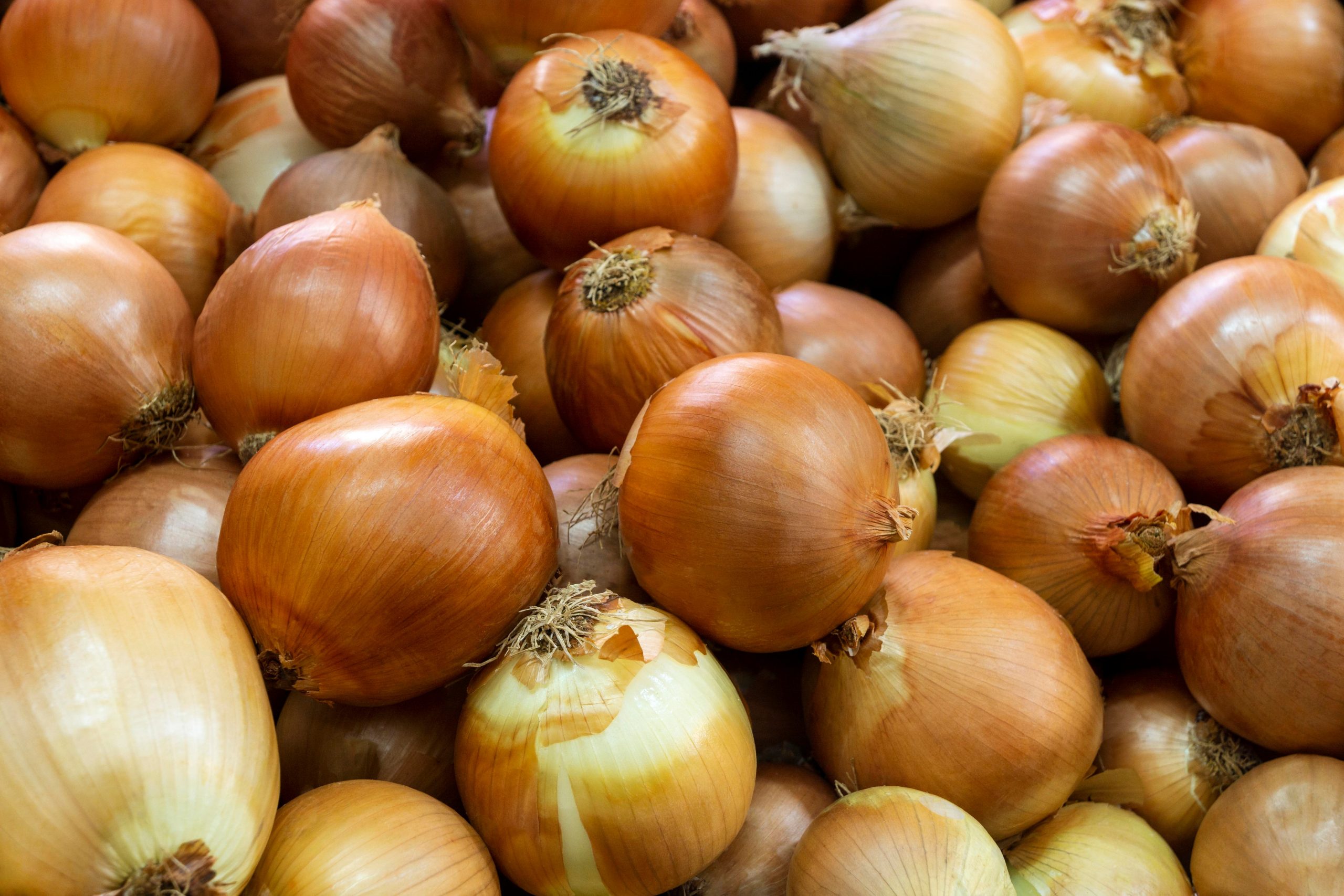Brown onions illustrate blog "How to Store Onions?"