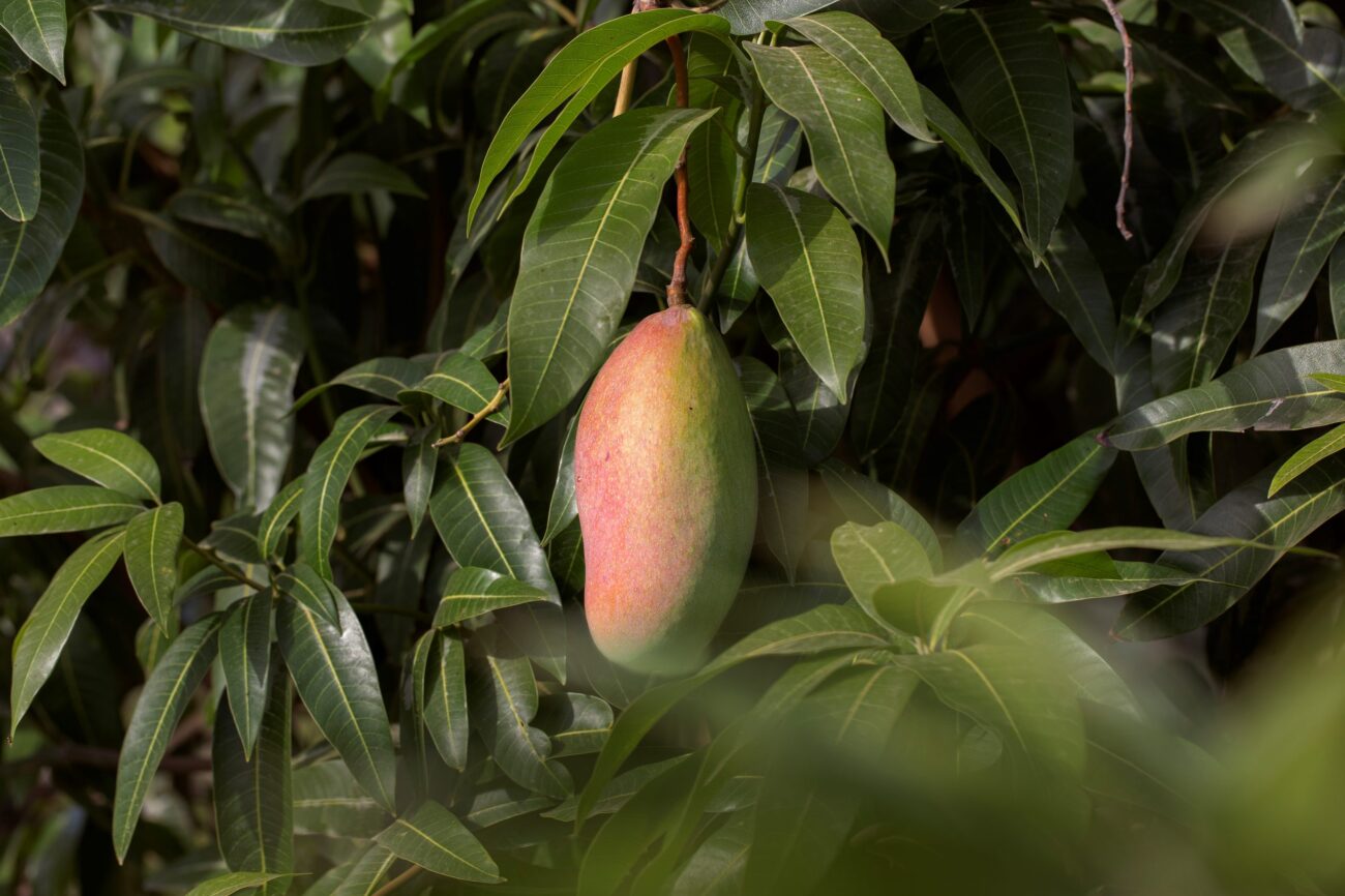 Mango on a tree illustrates blog "Are Mangos Citrus Fruits?"