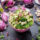 fresh kale salad as a detox vegetable dish